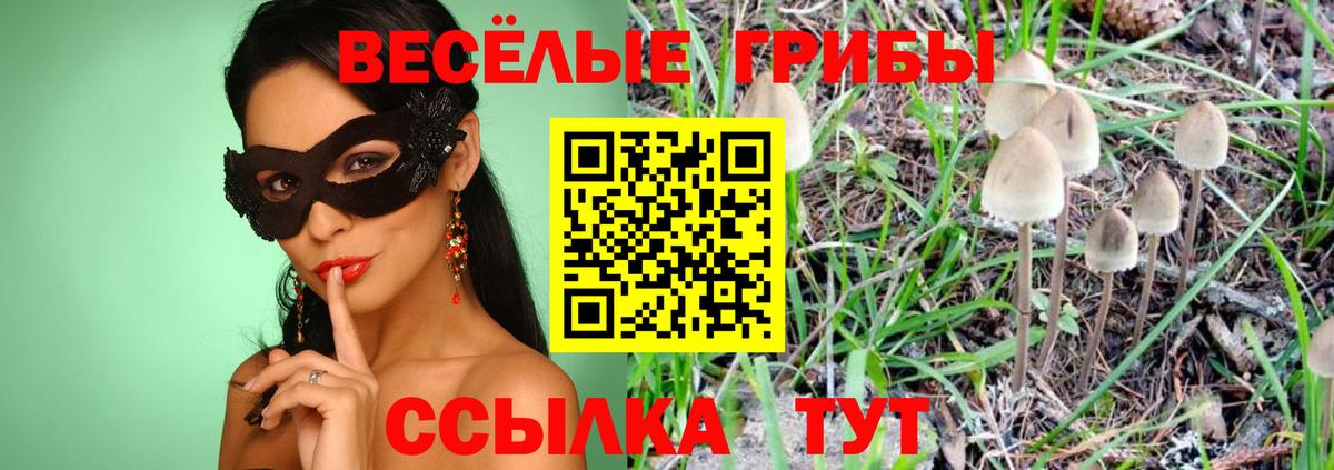 Галлюциногенные грибы прущие грибы  Вход с VPN  Трёхгорный  Галлюциногенные грибы Psilocybine cubensis 